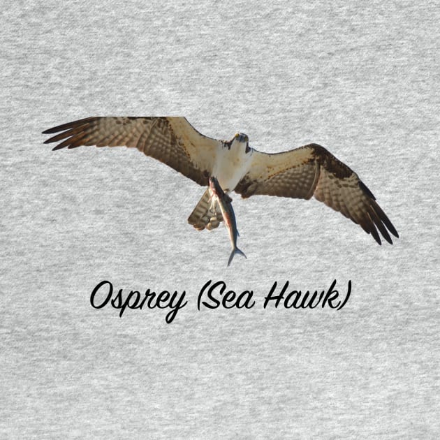 Ospray Sea Hawk The Bird of Prey by monetcourt310